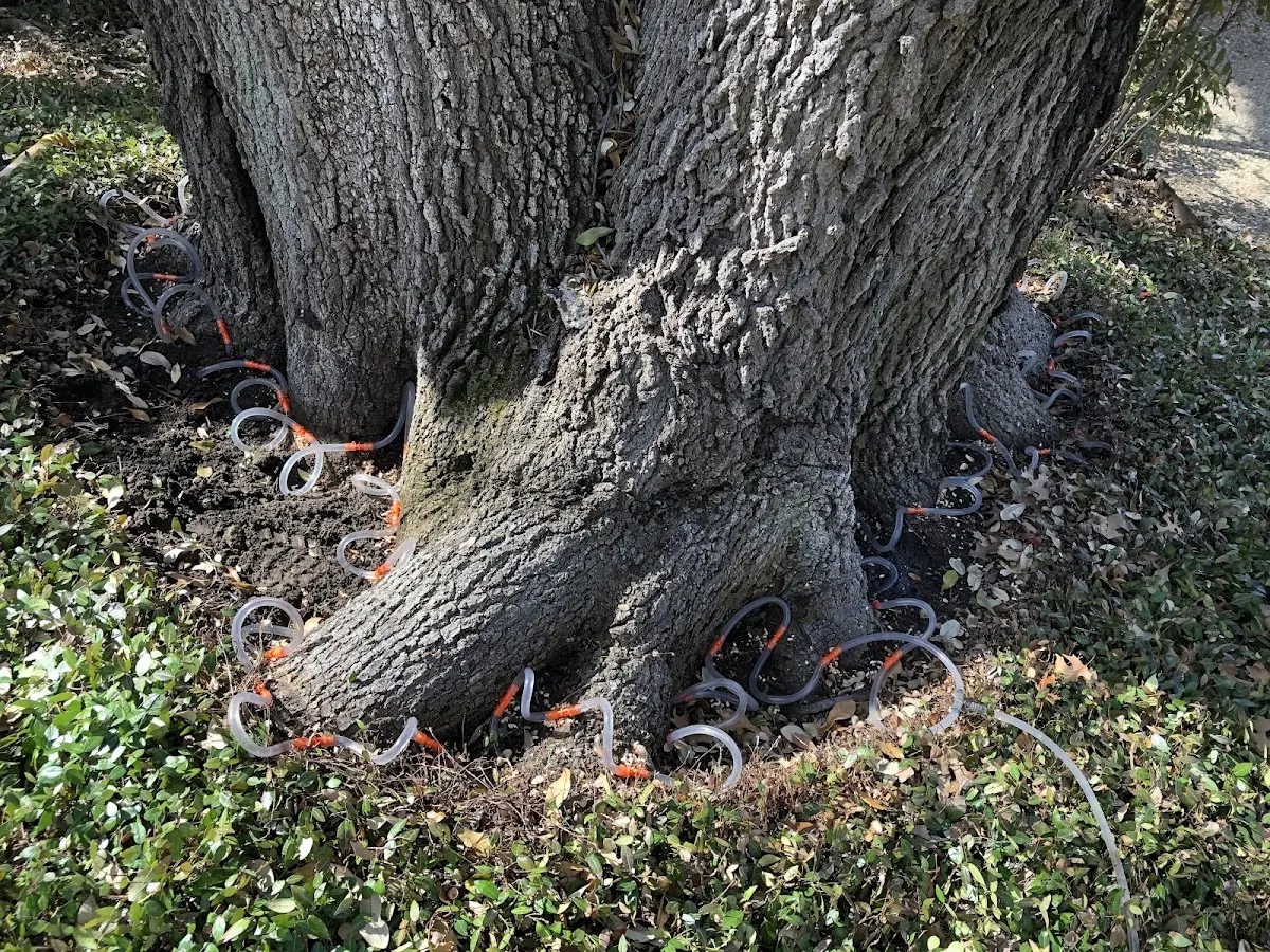 Detailed Tree Cabling and Bracing job site in Farmdale