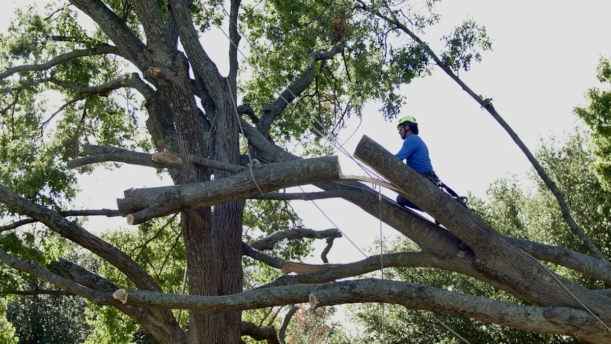 Professional Hazardous Tree Removal performed by certified arborists in Farmdale