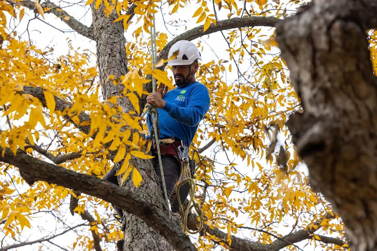 Skilled Tree Planting crew working in Farmdale