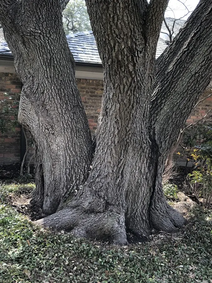 Mature heritage tree close to a Farmdale property cared for by certified arborists